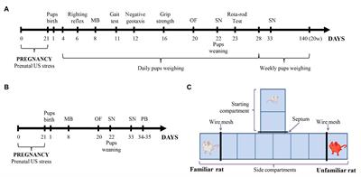 The Behavior and Postnatal Development in Infant and Juvenile Rats After Ultrasound-Induced Chronic Prenatal Stress